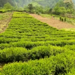 To HeQiao Tianmu Morganshan Long